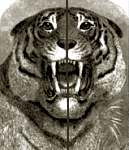 tiger.gif